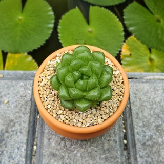Sen Ngọc Lá Tròn Trồng Sẵn Chậu Đất Nung Nâu Vintage (8x6cm) - Cây Khỏe, Giá Thể Tốt, Để Bàn Xinh - Mầm Nắng Garden
