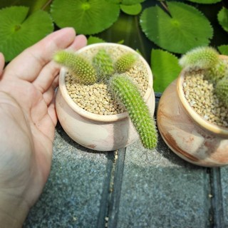 Xương Rồng Đuôi Cáo Bụi Mini Size 7cm Hoa Đỏ - Cây Thuần Khỏe, Có Phân Loại Trồng Sẵn Bình Đất Nung - Mầm Nắng Garden