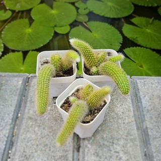 Xương Rồng Đuôi Cáo Bụi Mini Size 7cm Hoa Đỏ - Cây Thuần Khỏe, Có Phân Loại Trồng Sẵn Bình Đất Nung - Mầm Nắng Garden