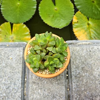 Sen Đá Haworthia Guốc Size 7cm Cứng Cáp Khỏe Đẹp - Trồng Sẵn Chậu Đất Nung Nâu Vintage - Mầm Nắng Garden