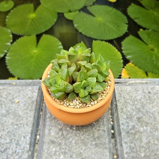 Sen Đá Haworthia Guốc Size 7cm Cứng Cáp Khỏe Đẹp - Trồng Sẵn Chậu Đất Nung Nâu Vintage - Mầm Nắng Garden