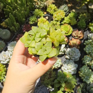 Sen Đá Haworthia Guốc Size 7cm Cứng Cáp Khỏe Đẹp - Trồng Sẵn Chậu Đất Nung Nâu Vintage - Mầm Nắng Garden