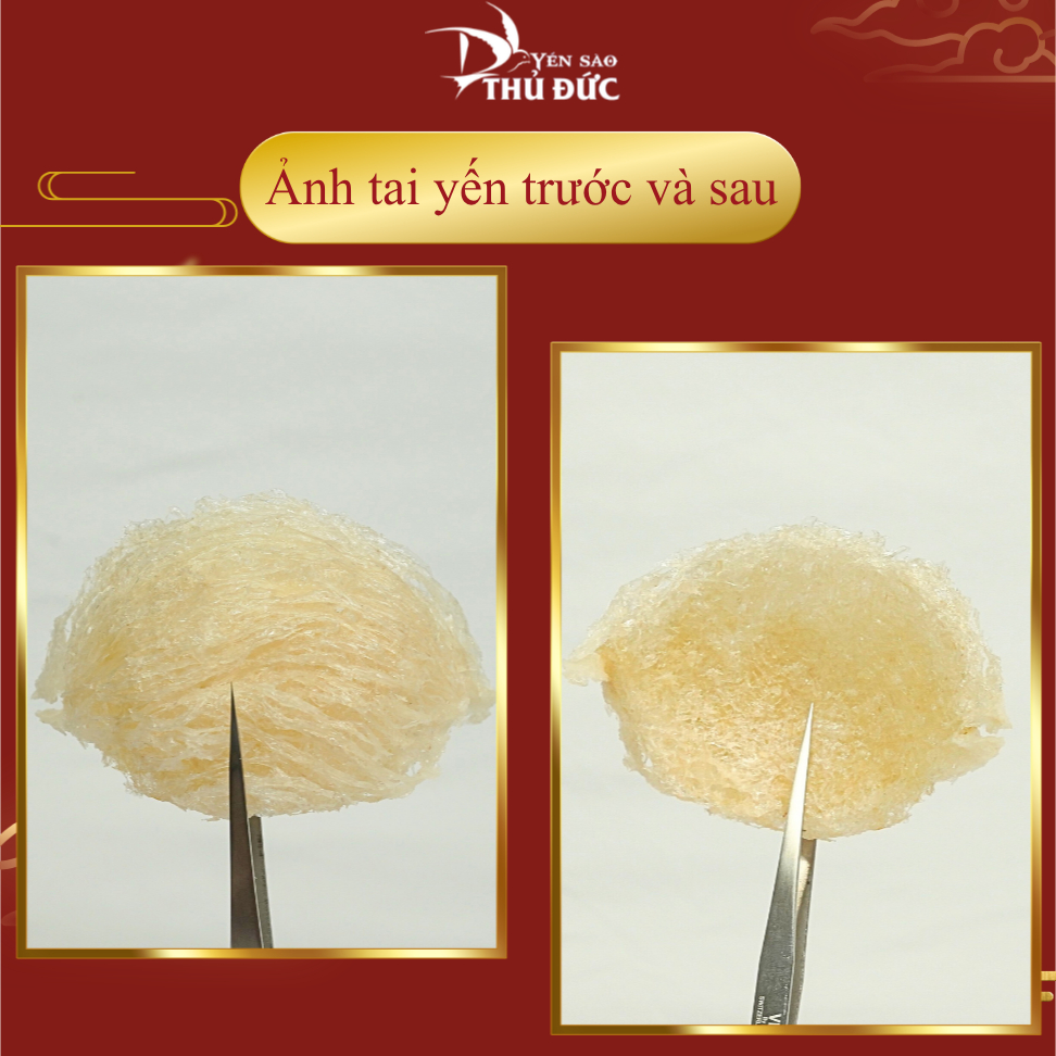 Yến Rút Lông Nguyên Tổ Yến Sào Thủ Đức - Tổ Yến Nguyên Chất 100% Không Đường Tạp Chất (Hộp 50g/100g Tặng Quà) - TYSCSL