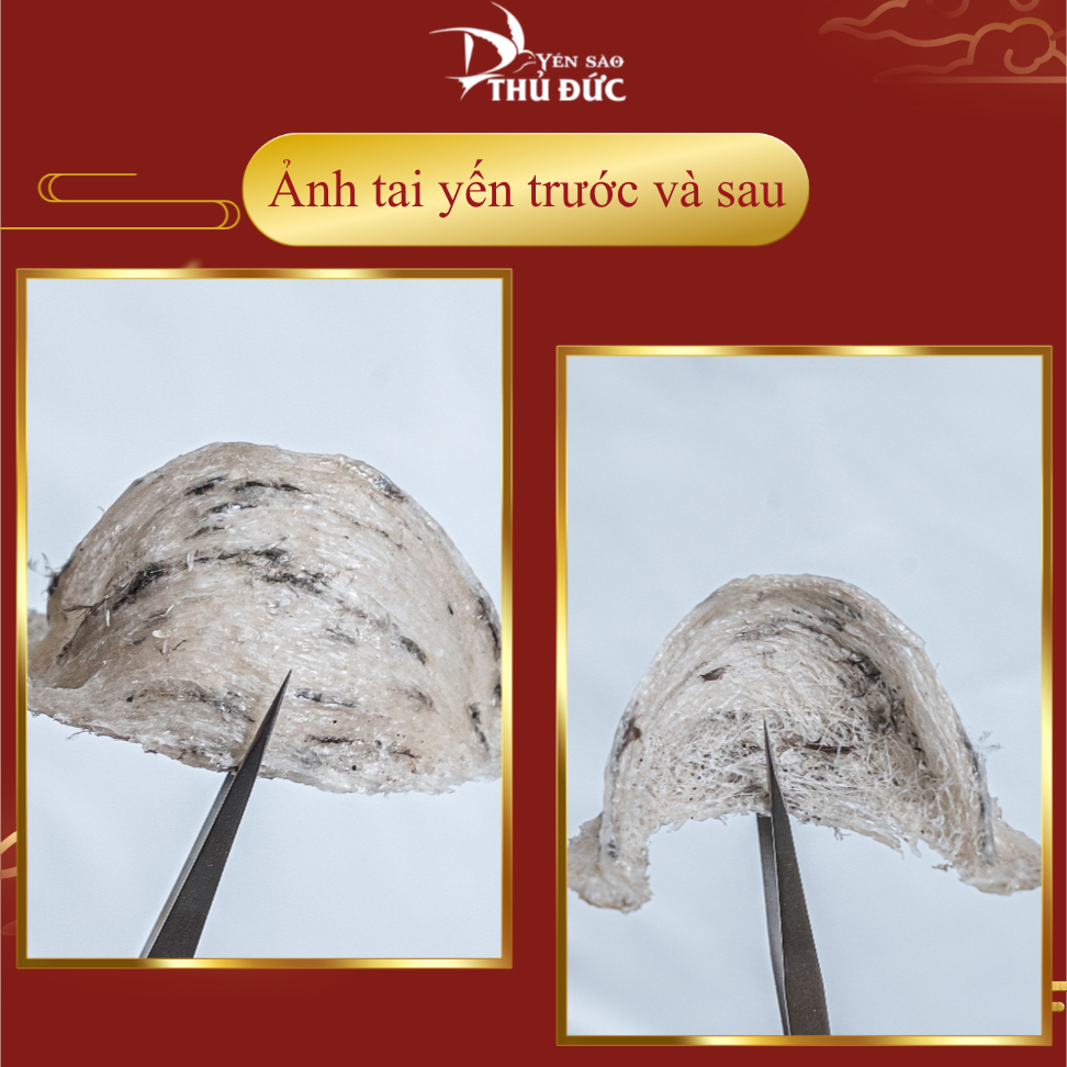 Tổ Yến Thô Già Gân Dùng Thử - 10 Gram - Yến Sào Thủ Đức  - Tổ Yến Thô