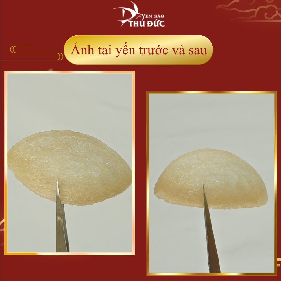 Yến Rút Lông Định Hình Xuất Khẩu Yến Sào Thủ Đức - Tổ Yến Nguyên Chất 100% (Hộp Quà Biếu 50g/100g Thượng Hạng) - TYSCSL