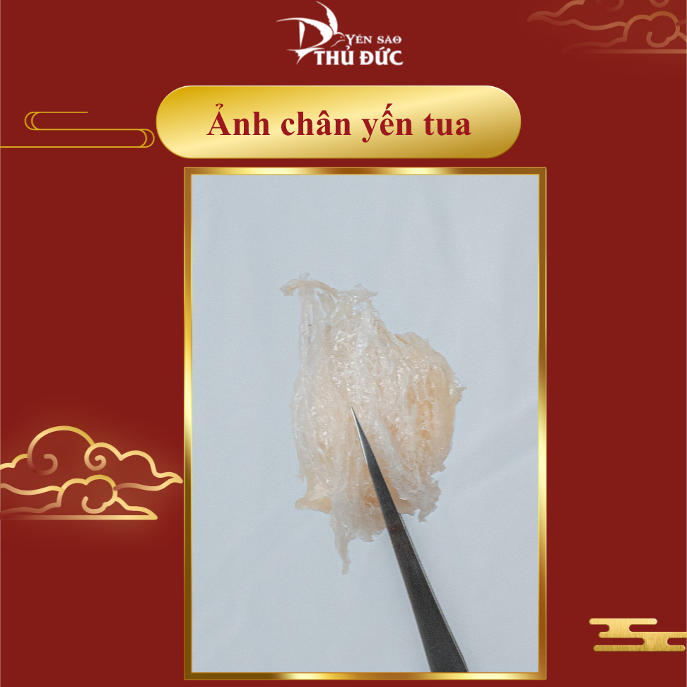 Chân Yến Tua Cồ Rút Lông Yến Sào Thủ Đức - Chân Tổ Yến To Già Siêu Giòn Dai (Hộp Tiết Kiệm 50g/100g) - TYSCSL