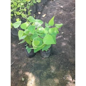 Dây sâm lông hay còn gọi là Dây Sương sâm[ dây sâm dài 6cm_20cm]