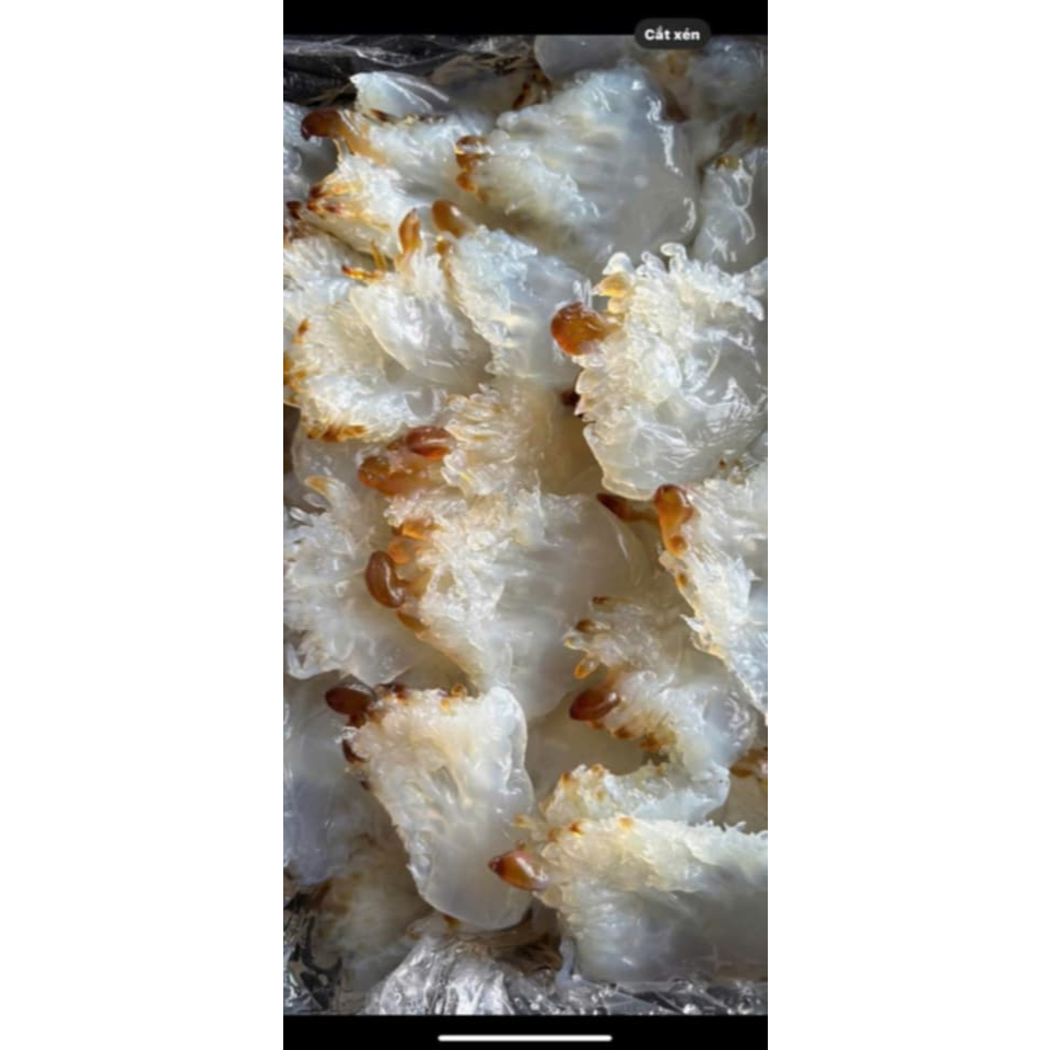 Túi chân sứa 1kg còn mặn, Chân sứa muối còn mặn chưa xả