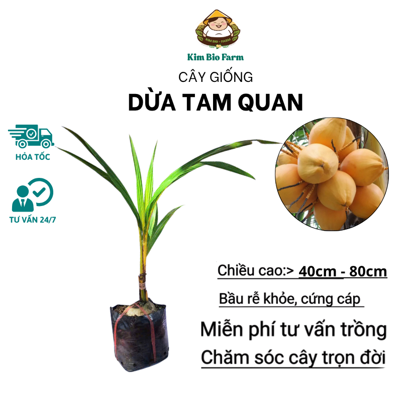 Cây Giống Dừa Tam Quan – Giống Dừa Đặc Sản Bình Định, Nước Ngọt Thanh, Cơm Dày, Năng Suất Cao