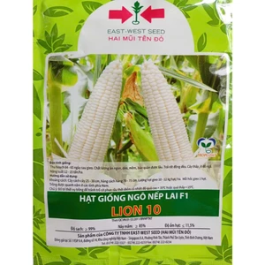 Gói 6.1gr ( khoảng 40 hạt) Giống Ngô Nếp LION 10, Trái To Đồng Đều, Rau Ăn Quả CTY Hai Mũi Tên Nổi Tiếng