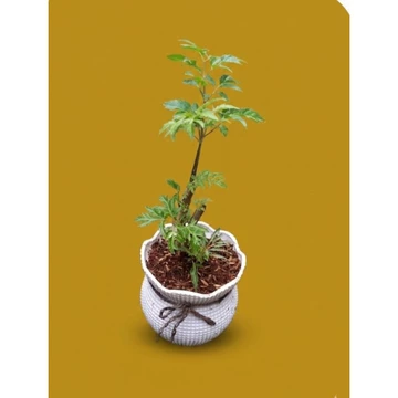 Cây đinh lăng lá nhỏ thân gỗ