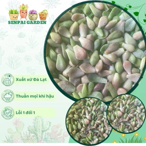 lá chưa nảy mầm (sen đá)