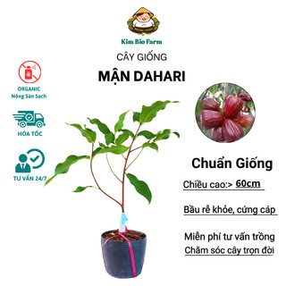 Cây Mận Dahari Giống Chuẩn – Trái To, Giòn Ngọt, Sai Trái Quanh Năm, Dễ Trồng