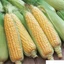 Gói khoảng 70 hạt giống Ngô Ngọt GOLDEN COB, Trái To, Đều, Đẹp, Ăn Ngon, Ngọt, Rau Ăn Quả Cty Trang Nông Nổi Tiếng