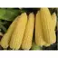 Gói khoảng 70 hạt giống Ngô Ngọt GOLDEN COB, Trái To, Đều, Đẹp, Ăn Ngon, Ngọt, Rau Ăn Quả Cty Trang Nông Nổi Tiếng