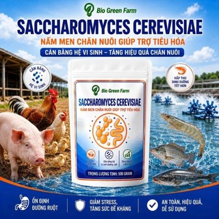 Nấm men tiêu Saccharomyces Cerevisiae 500gr ngừa phân trắng phòng phân lỏng ức chế khuẩn ruột trên tôm cá ếch ốc lươn