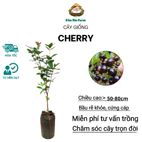 Cây Giống Cherry – Giống Ngoại Cao Sản, Quả Đỏ Ngọt, Trồng Chậu & Vườn Cực Sai Trái