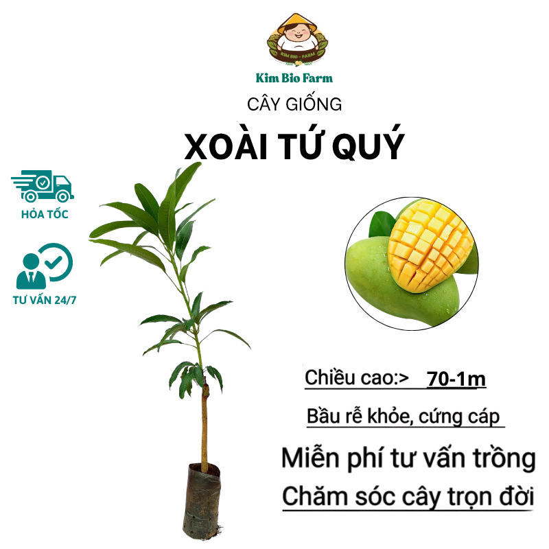Cây Giống Xoài Tứ Quý – Cho Trái Quanh Năm, Thơm Ngọt, Dễ Trồng, Năng Suất Cao