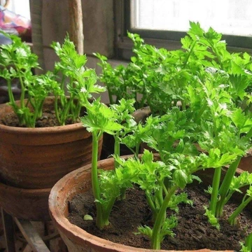 Hạt giống Cần Tây ép nước, dễ chăm, sinh trưởng khỏe - Celery Seeds-1500viên