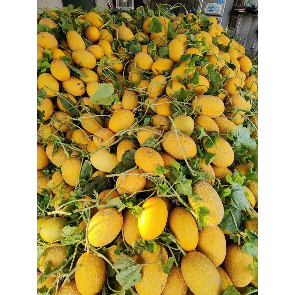 DƯA LƯỚI DA VÀNG HOÀNG KIM - BAO NGỌT HÀNG ĐẸP - TRÁI VỪA NẶNG THỊT - 2,3KG - 2,5KG