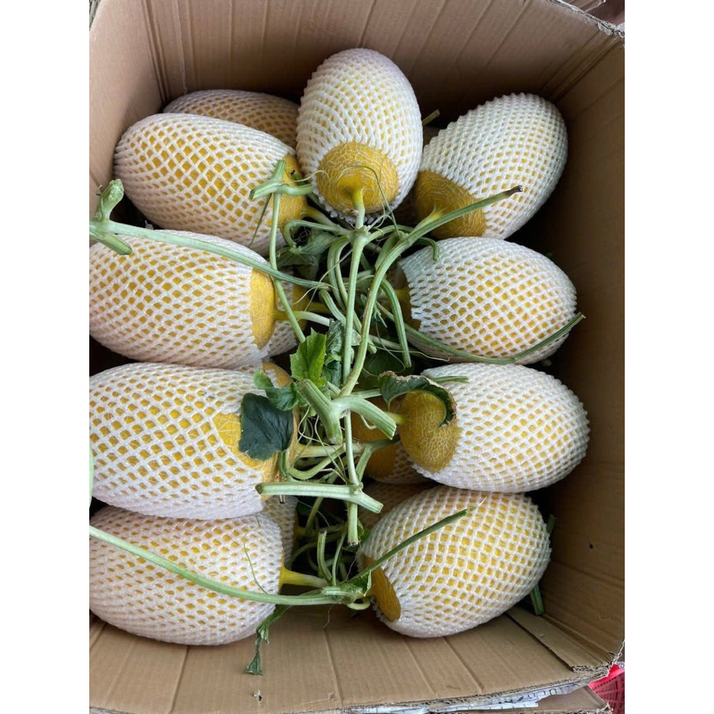 DƯA LƯỚI DA VÀNG HOÀNG KIM - BAO NGỌT HÀNG ĐẸP - TRÁI VỪA NẶNG THỊT - 2,3KG - 2,5KG