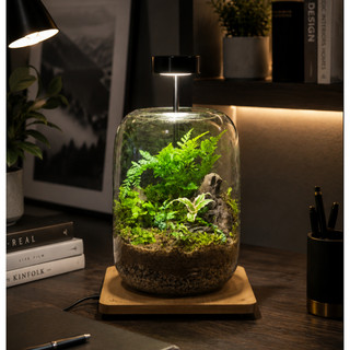 Đèn Terrarium Đèn 3W đế gỗ ĐÈN LED QUANG HỢP có sỉ sll