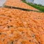 BÁNH PHÒNG TÔM NĂM CĂN ĐẶC SẢN CÀ MAU . GIÁ TẠI XƯỞNG