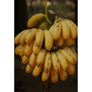 cây giống chuối cau lùn siêu trái , trái mini ăn ngon ngọt