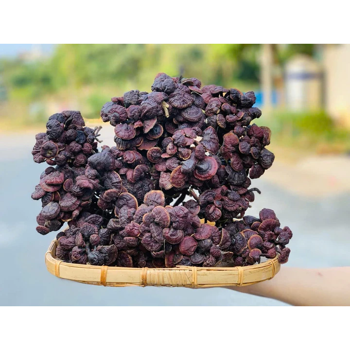 Nấm Linh Chi Cổ Cò Chuẩn Rừng Lai Châu | Nấm Khô Tự Nhiên Giữ Trọn Vị Thơm Đậm Chất Nấm Rừng 500gr