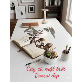 cây mặt trời bonsai đẹp lạ - Lá đổi màu theo nhiệt độ môi trường