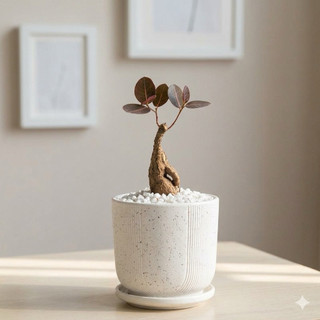 cây mặt trời bonsai đẹp lạ - Lá đổi màu theo nhiệt độ môi trường