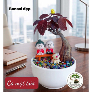 cây mặt trời bonsai đẹp lạ - Lá đổi màu theo nhiệt độ môi trường