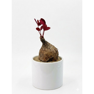 cây mặt trời bonsai đẹp lạ - Lá đổi màu theo nhiệt độ môi trường