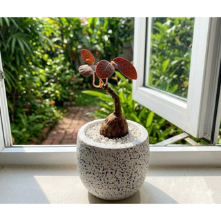 cây mặt trời bonsai đẹp lạ - Lá đổi màu theo nhiệt độ môi trường
