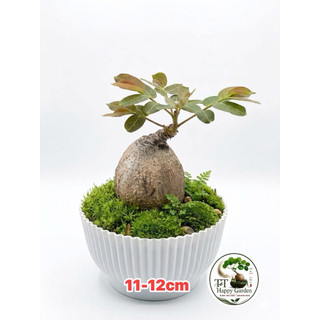 cây mặt trời bonsai đẹp lạ - Lá đổi màu theo nhiệt độ môi trường