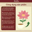 Trà Nữ Đan - 11 vị thảo mộc điều kinh Cân Bằng Cơ Thể ôn định theo chu kỳ - Thiện Tâm Y Quán - Bich 30 túi lọc