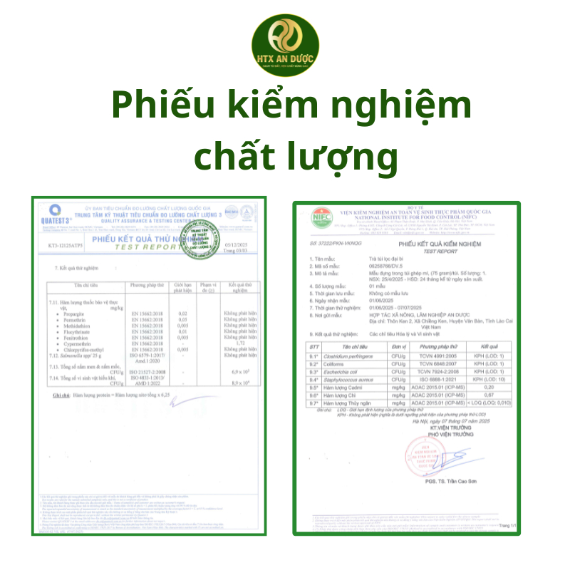 TRÀ TÚI LỌC ĐẠI BI, TÍA TÔ
