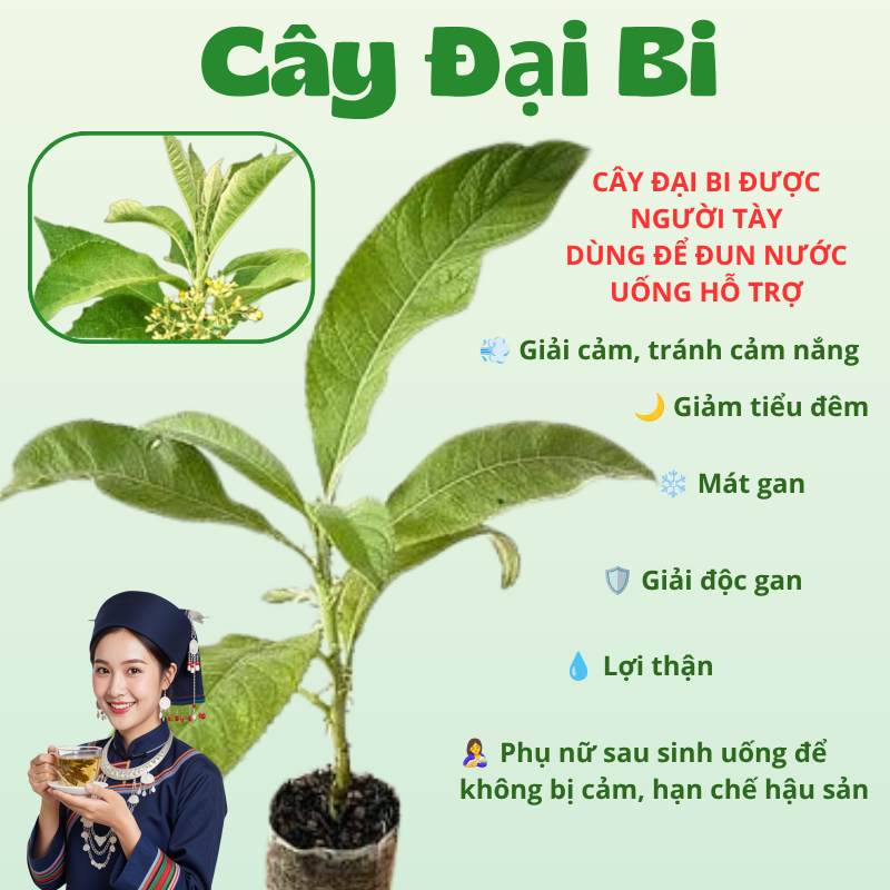 TRÀ TÚI LỌC ĐẠI BI, TÍA TÔ
