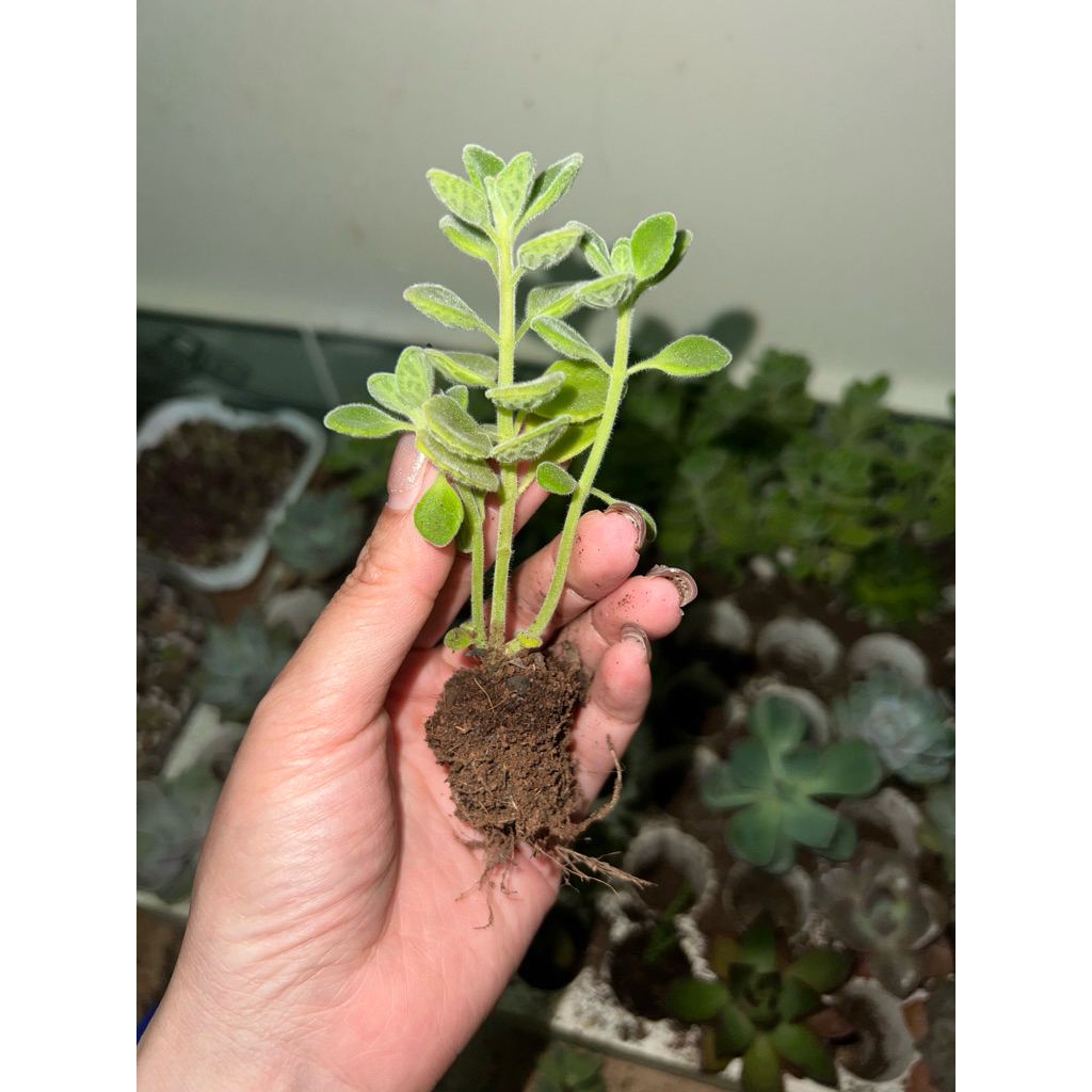 Sen thơm nhất mạt hương mini