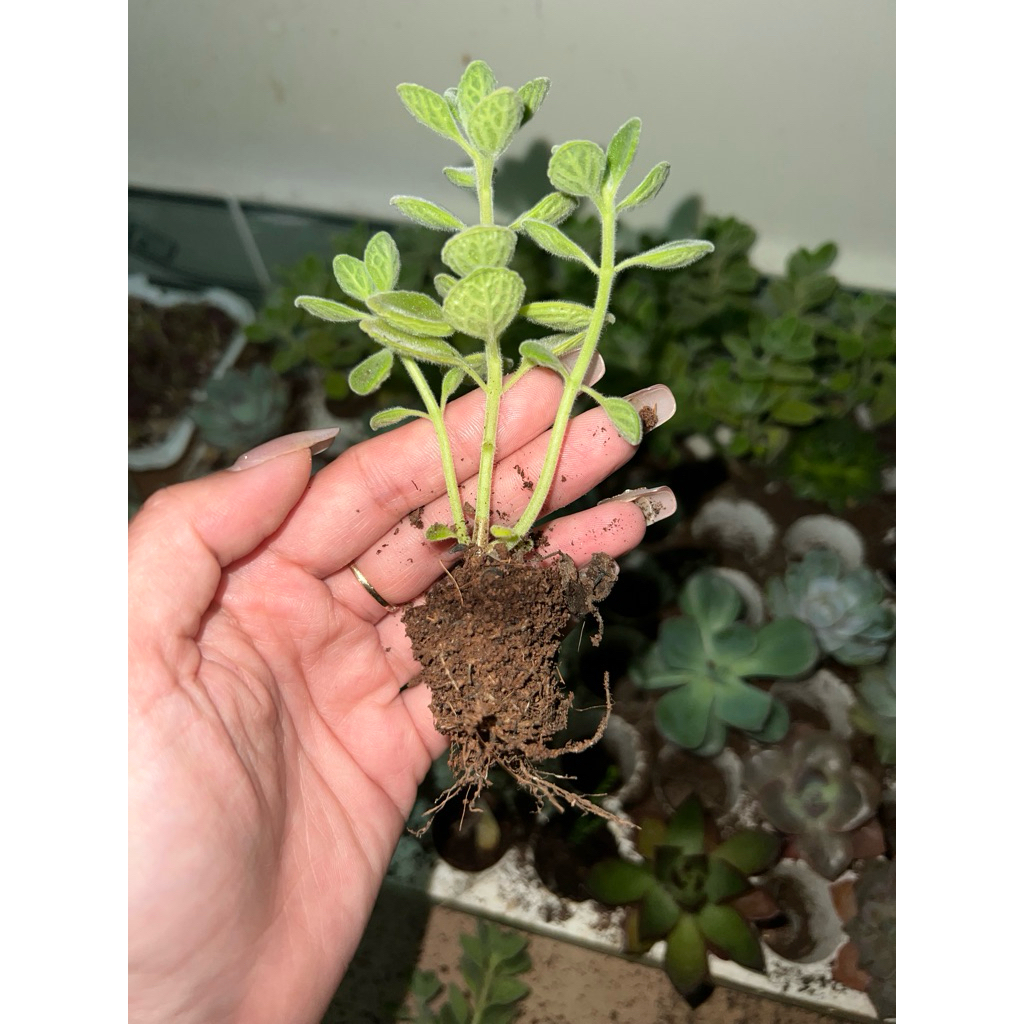 Sen thơm nhất mạt hương mini