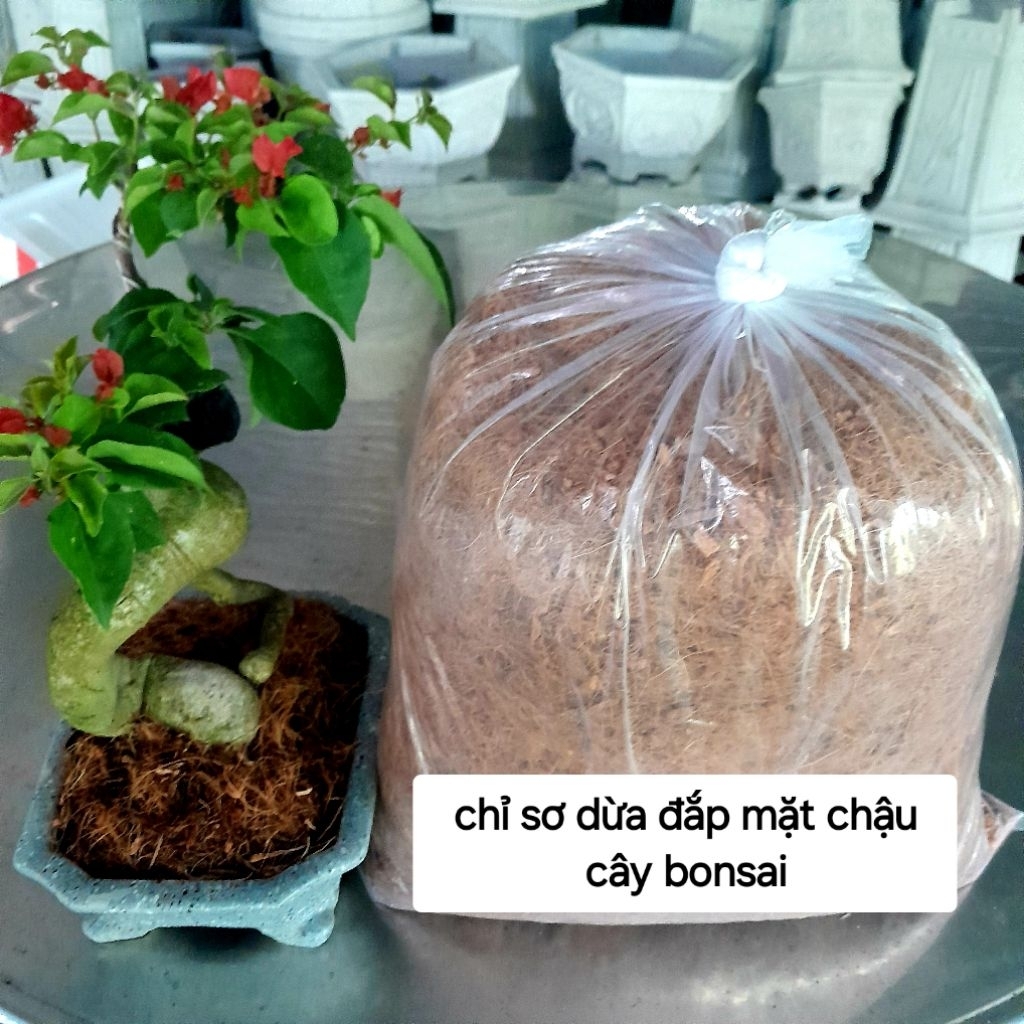 Giá thể trồng cây đã xử lý, tặng chỉ sơ dừa