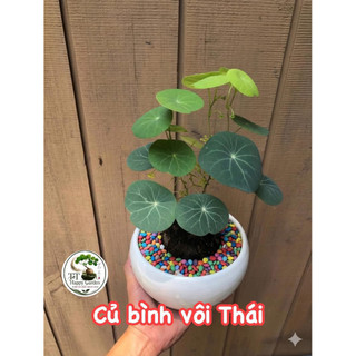 Củ bình vôi Thái 9-10cm VIP - Cây đồng xiền bonsai phong thủy đẹp