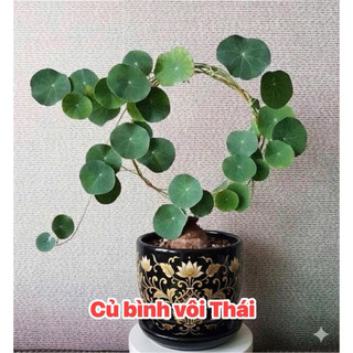 Củ bình vôi Thái 9-10cm VIP - Cây đồng xiền bonsai phong thủy đẹp