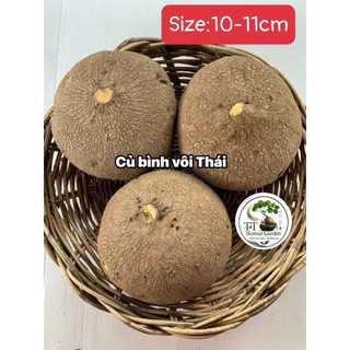 Củ bình vôi Thái 9-10cm VIP - Cây đồng xiền bonsai phong thủy đẹp