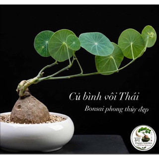 Củ bình vôi Thái 9-10cm VIP - Cây đồng xiền bonsai phong thủy đẹp