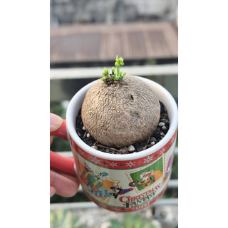 Củ bình vôi Thái 9-10cm VIP - Cây đồng xiền bonsai phong thủy đẹp