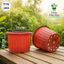 Chậu Nhựa Nâu TTK260 Trồng Cây, Trồng Hoa, Decor,… [26x20]