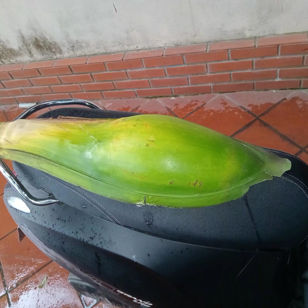 Hoa cau nguyên bẹ tươi - Cắm thờ, trang trí - hương rất thơm ( Đặt hàng mới cắt tại vườn)
