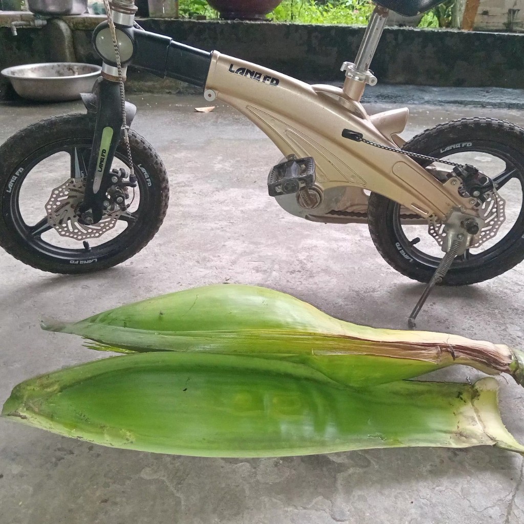 Hoa cau nguyên bẹ tươi - Cắm thờ, trang trí - hương rất thơm ( Đặt hàng mới cắt tại vườn)