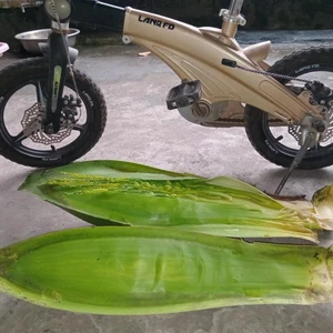 Hoa cau nguyên bẹ tươi - Cắm thờ, trang trí - hương rất thơm ( Đặt hàng mới cắt tại vườn)